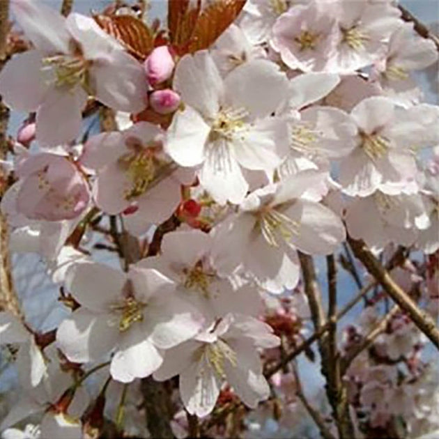 Prunus 'Spire' cherry blossom tree