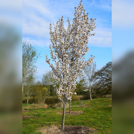 Prunus 'Sunset Boulevard' cherry tree