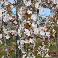 Prunus 'Sunset Boulevard' cherry blossom