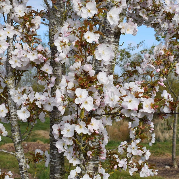 Prunus 'Sunset Boulevard' cherry blossom