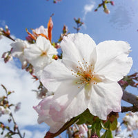 Prunus Taihaku Great White Cherry flowers