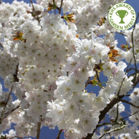 Prunus Taihaku Great White Cherry tree