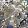 Prunus Taihaku Great White Cherry tree