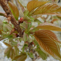 Prunus 'Taihaku' cherry leaves