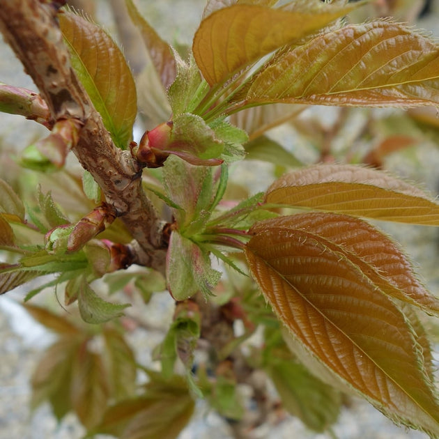 Prunus 'Taihaku' cherry leaves