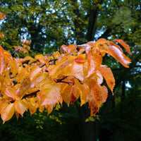 Prunus 'Tiltstone Hellfire' autumn leaves