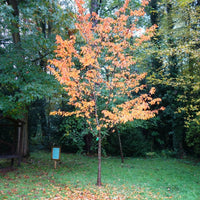 Prunus 'Tiltstone Hellfire' tree in autumn