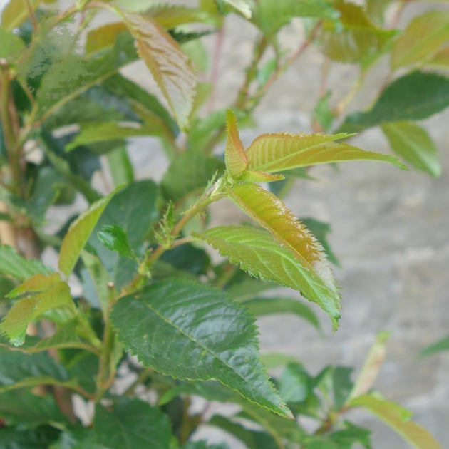 Prunus 'Tiltstone Hellfire' foliage