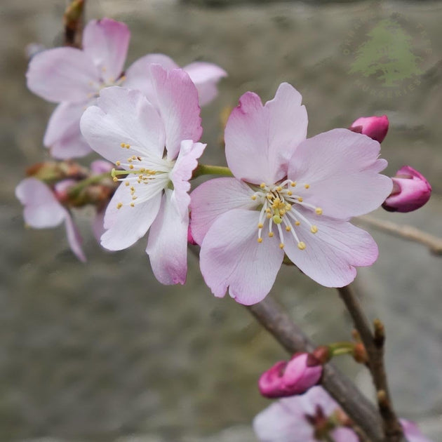 Prunus 'Tiltstone Hellfire' cherry blossom tree