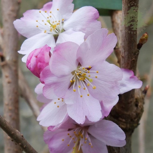 Prunus 'Tiltstone Hellfire' pink blushed flowers