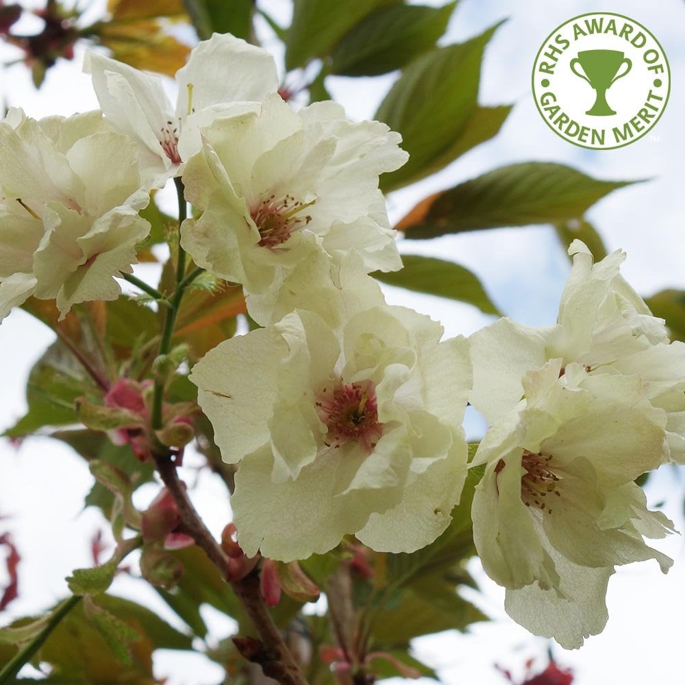 Prunus 'Ukon' Cherry Blossom tree