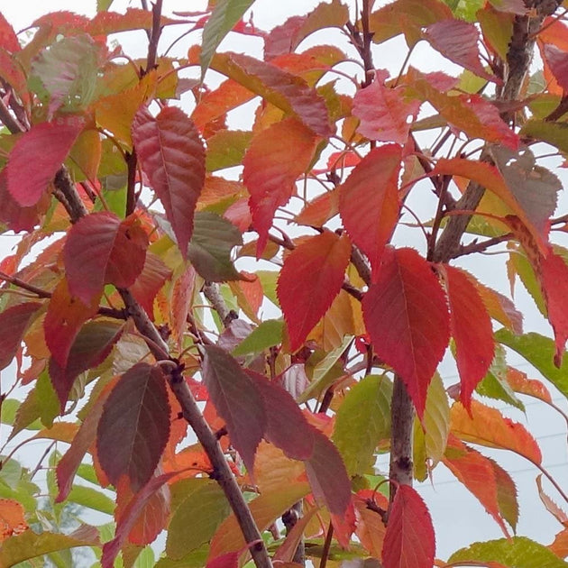 Prunus 'Ukon' foliage in autumn