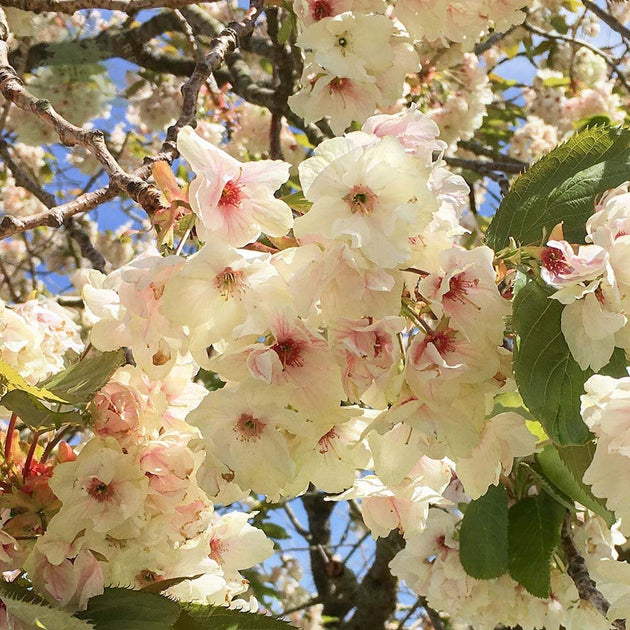 Yellow Cherry blossom on Prunus 'Ukon'