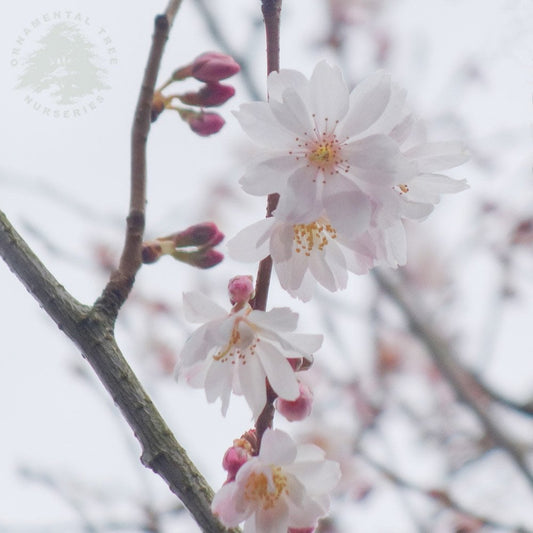 Prunus x subhirtella 'Autumnalis' tree