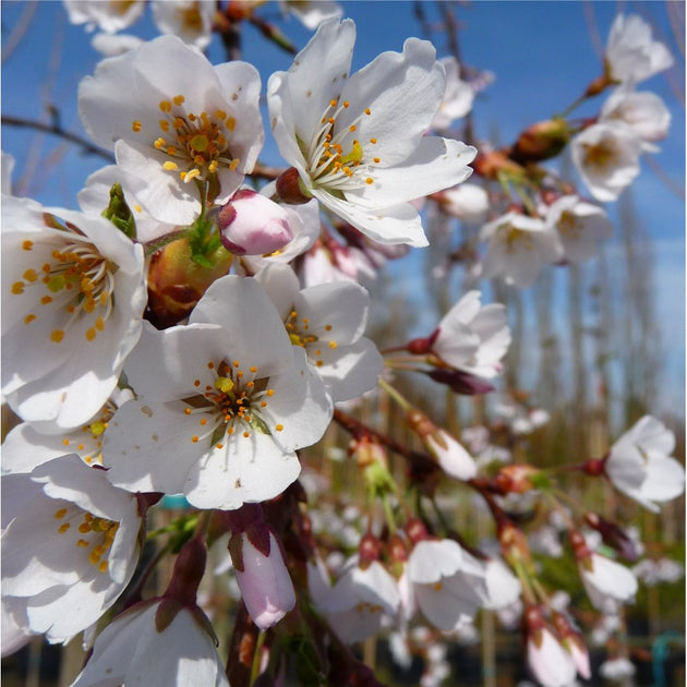 Yoshino cherry blossom