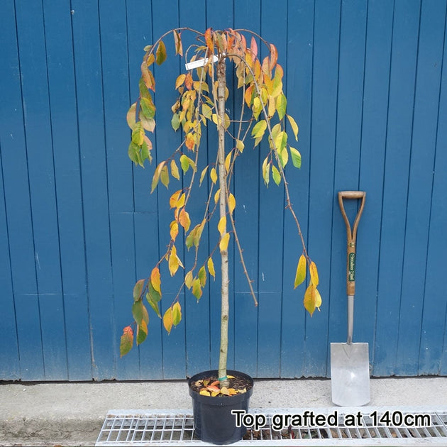 Prunus 'Shidare-Yoshino' top grafted weeping tree