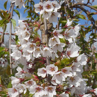 Prunus x yedoensis 'Shidare-Yoshino' Yoshino Cherry