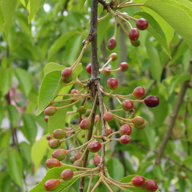 Prunus 'Shidare-Yoshino' ornamental cherries