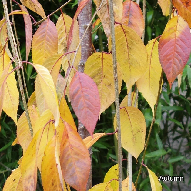 Prunus x yedoensis 'Shidare-Yoshino' leaves in autumn