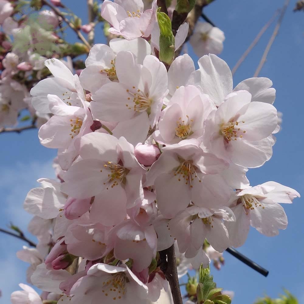 Prunus x yedoensis cherry tree