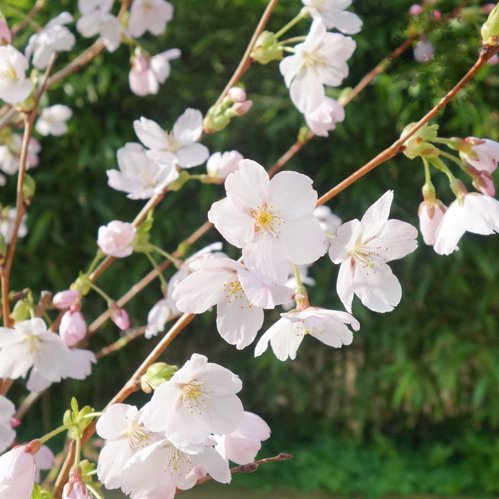 Prunus x yedoensis cherry tree