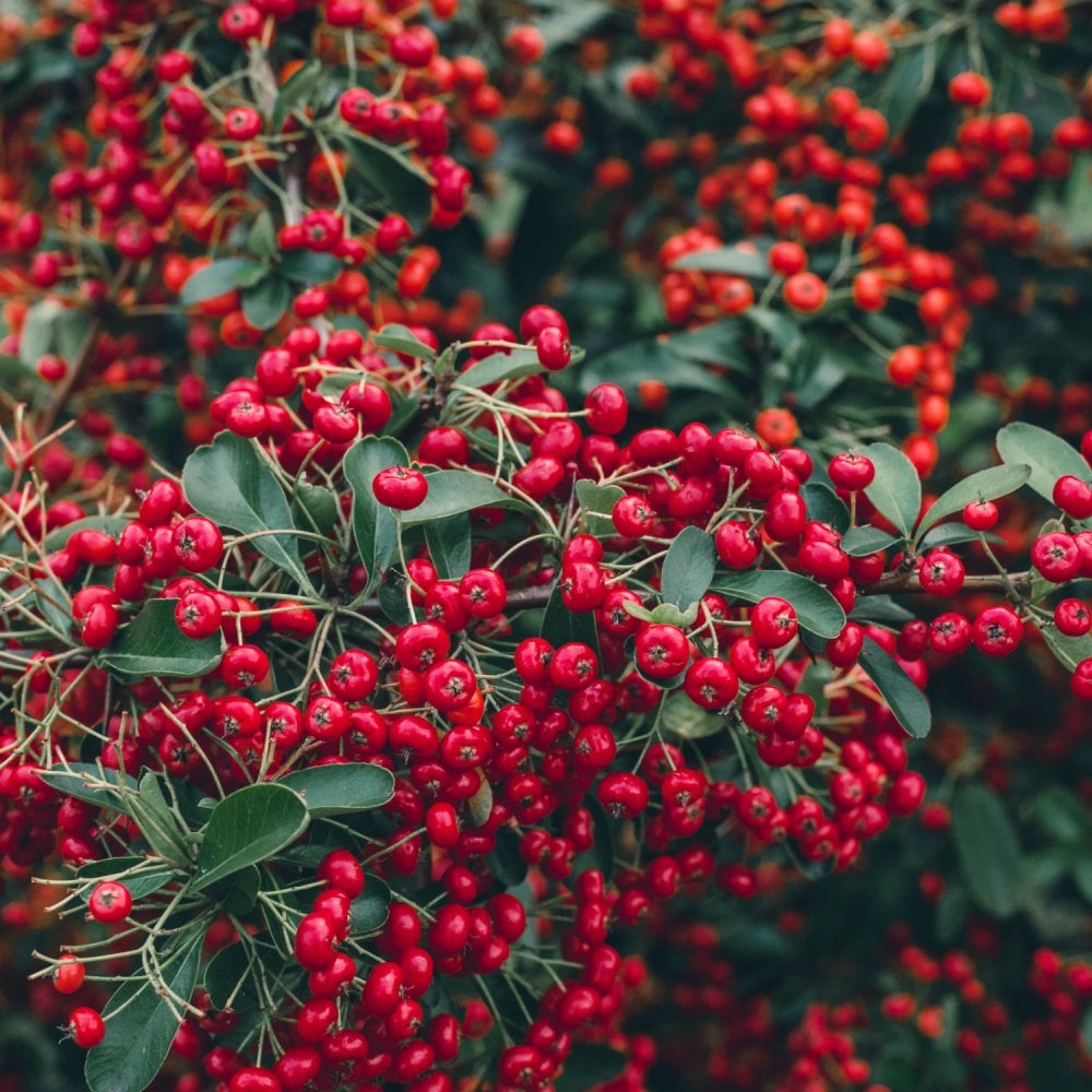 Pyracantha Red Column berries