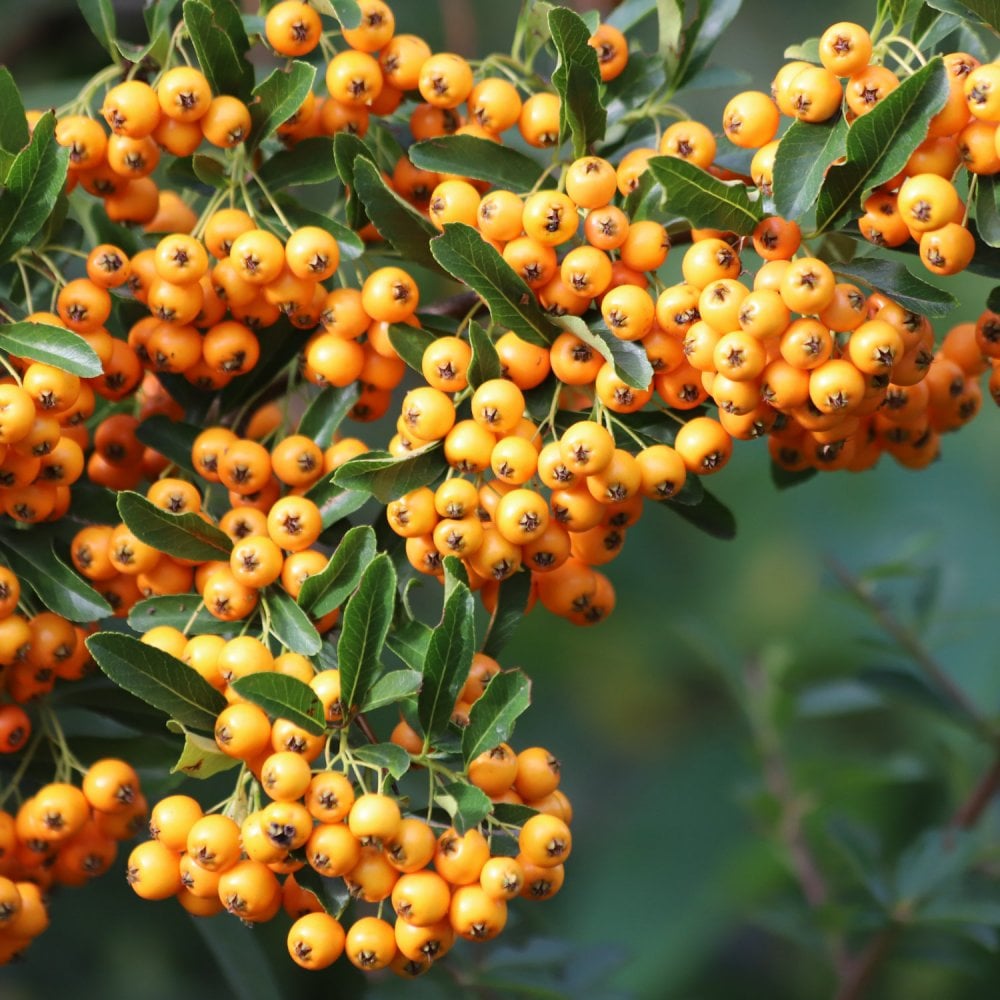 Pyracantha 'Saphyr Jaune'