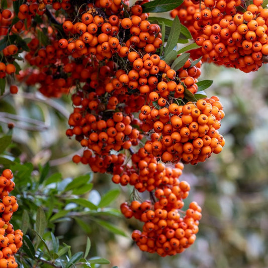 Pyracantha 'Saphyr Orange'