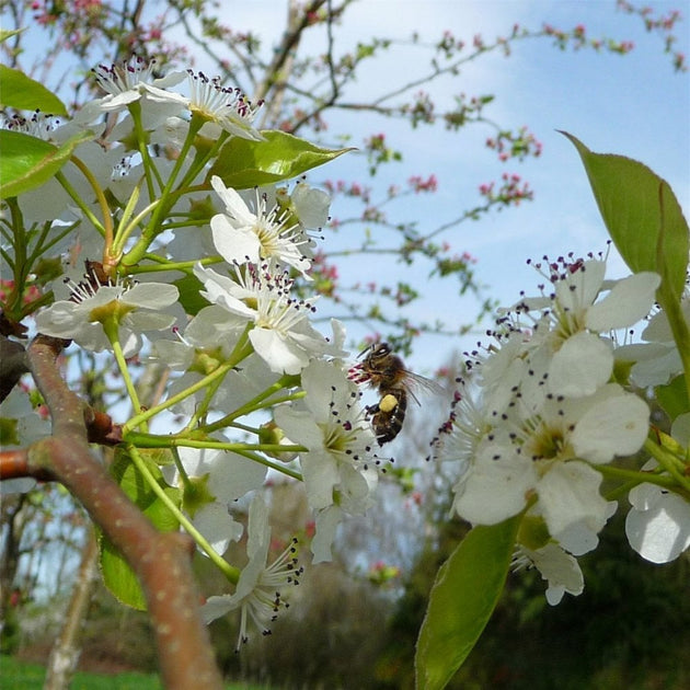 Pyrus calleryana 'Chanticleer'