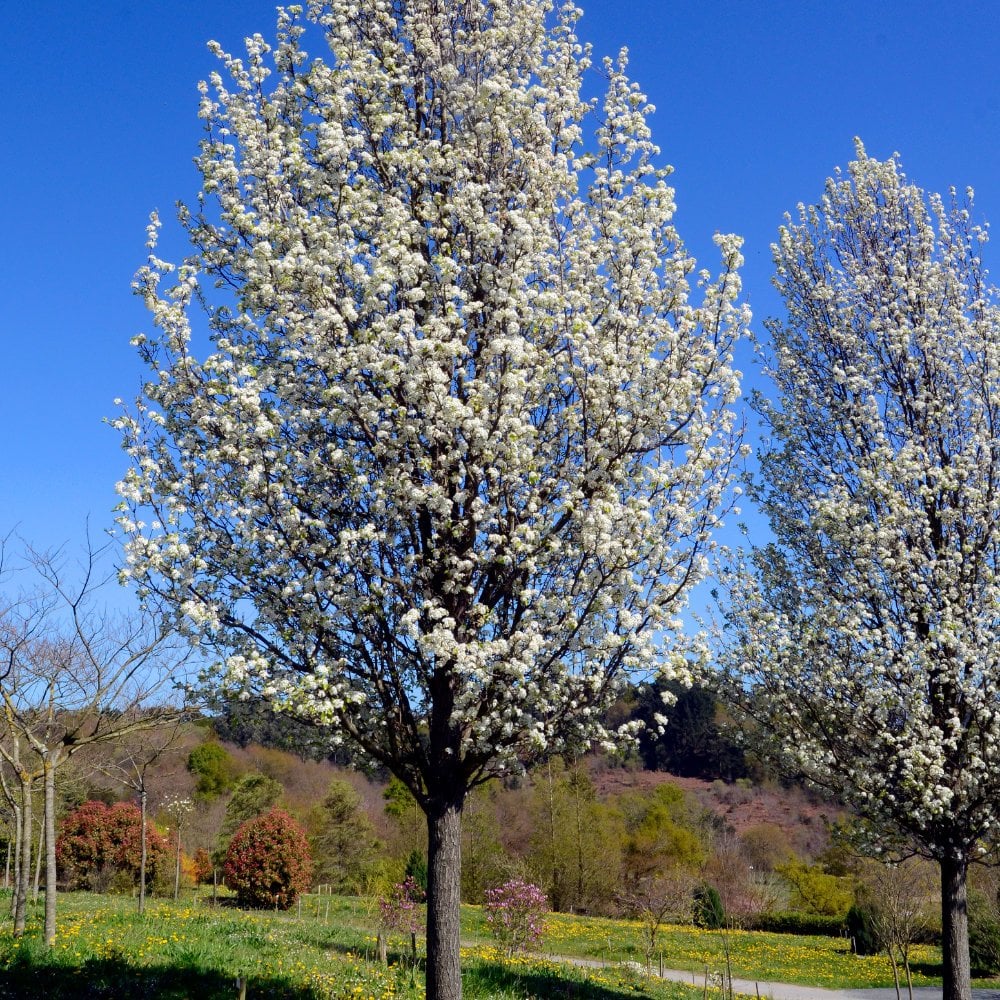 Pyrus calleryana 'Chanticleer' ornamental pear tree