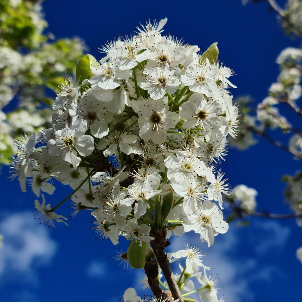 Pyrus calleryana 'Chanticleer' ornamental pear flowers