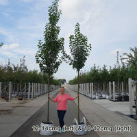 Mature Pyrus calleryana 'Chanticleer' trees