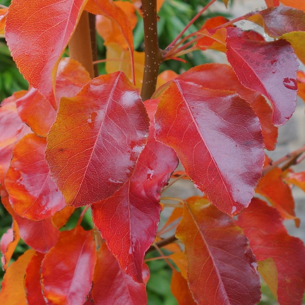 Autumn leaves on Pyrus 'Chanticleer' ornamental pear tree