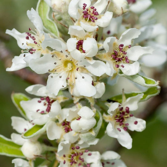 Pyrus elaeagnifolia Kotschyana Tree