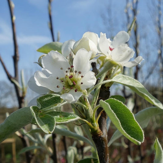 Pyrus elaeagnifolia 'Silver Sails' Tree