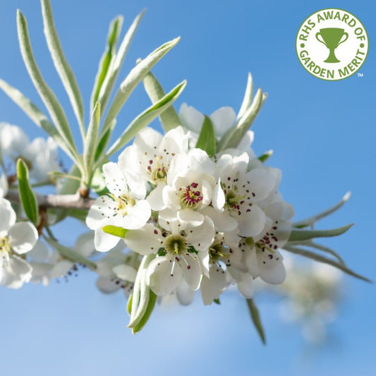 Pyrus Salicifolia 'Pendula' flowers