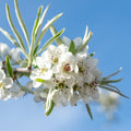 Pyrus Salicifolia 'Pendula' ornamental pear tree