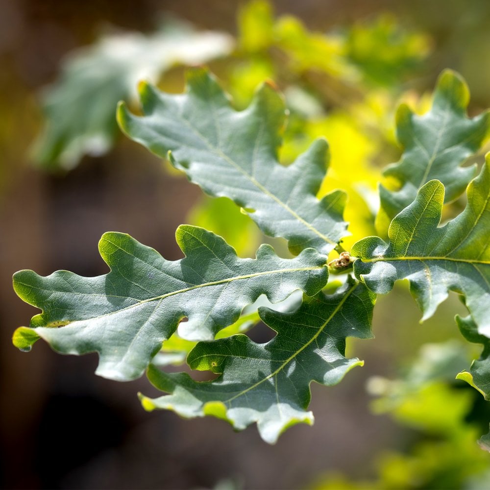 Quercus Boscobel Royal | Buy Native English Oak | Ornamental Trees