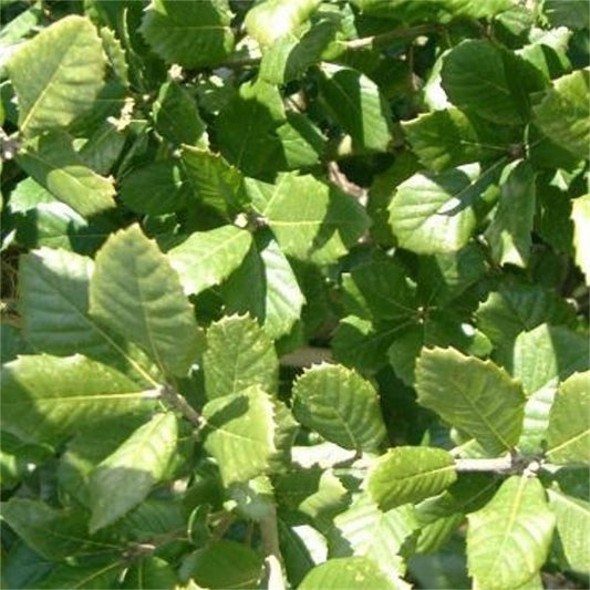 Quercus ilex Holm Oak