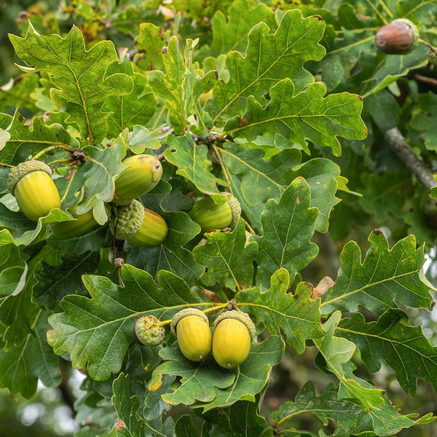 Quercus robur Oak tree