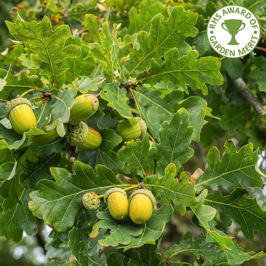 Quercus robur Oak tree