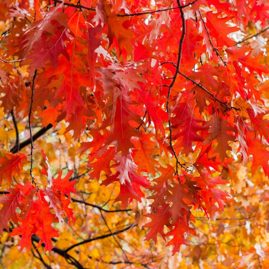 Red Oak hedging Bundle