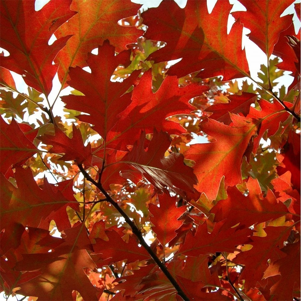 Quercus rubra tree