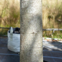 Quercus rubra bark