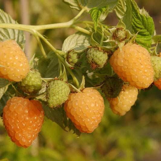 Autumn Amber raspberries