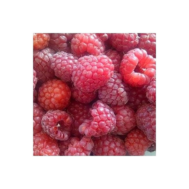 Raspberry Autumn Bliss