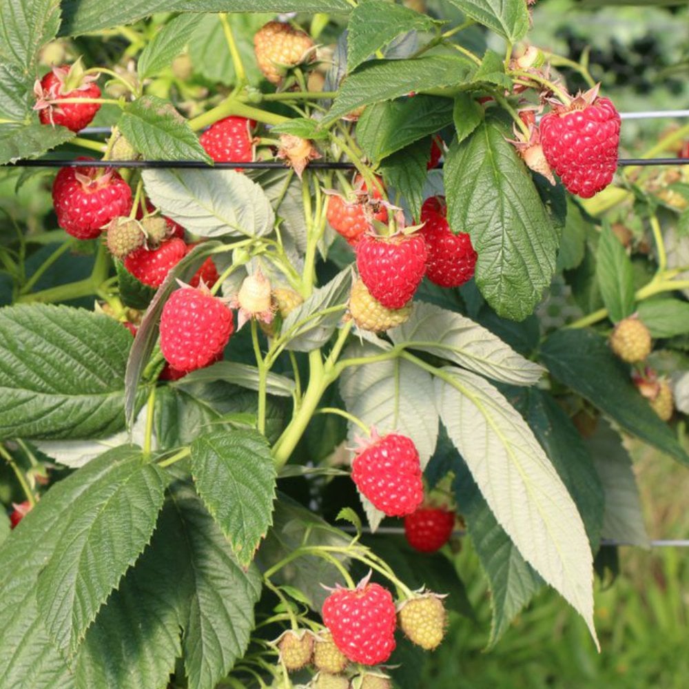 Autumn Chef raspberries