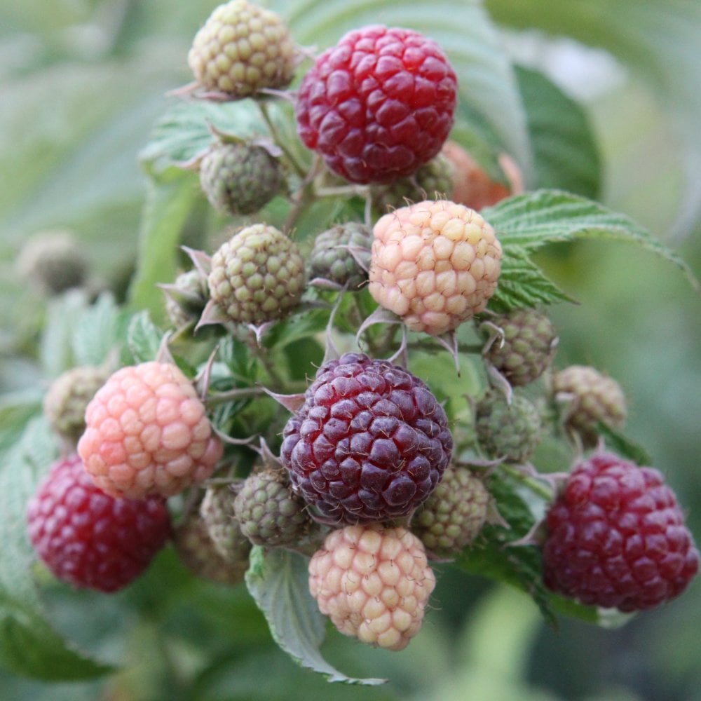 Autumn Passion raspberries