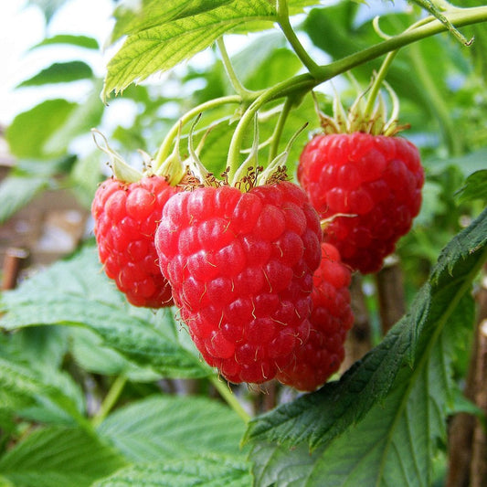 Raspberry Glen Lyon