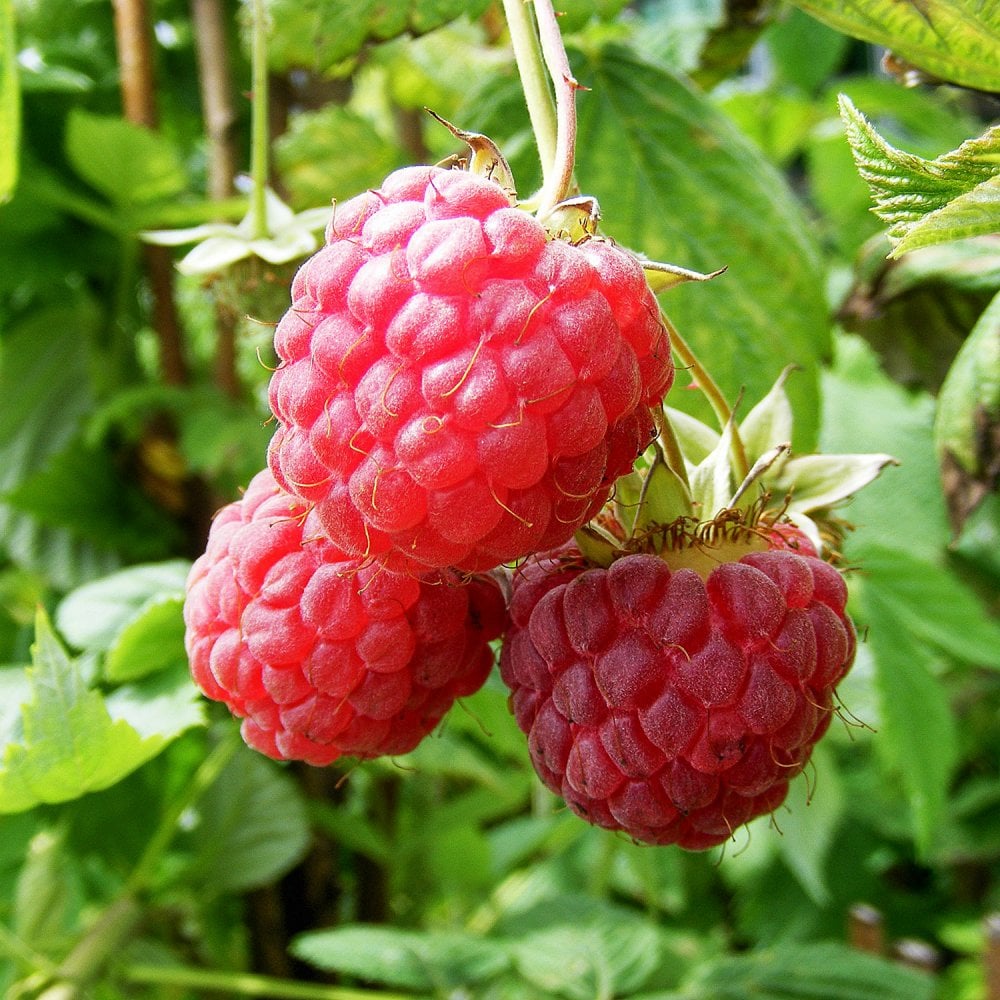 Raspberry Glen Magna